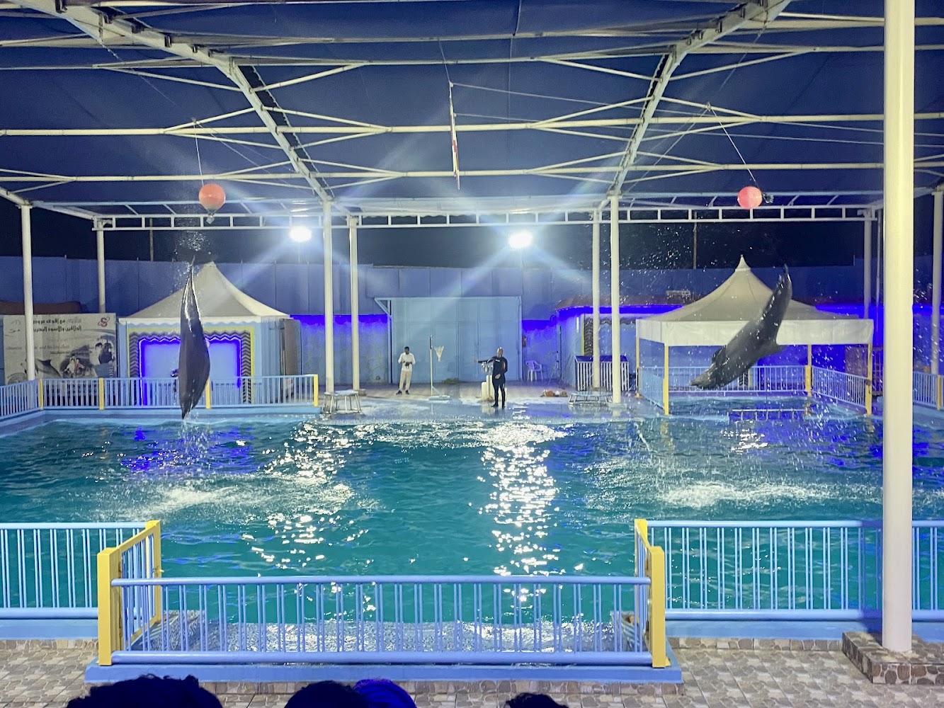 عرض الدلافين وأسود البحر — photo 2