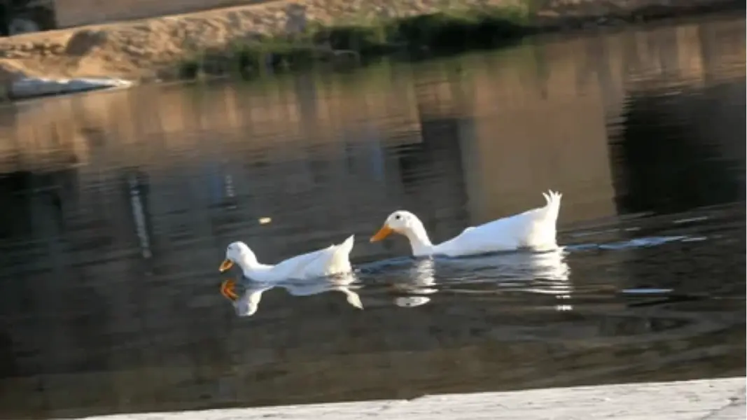 منتزه شلال وادي نمار — photo 1