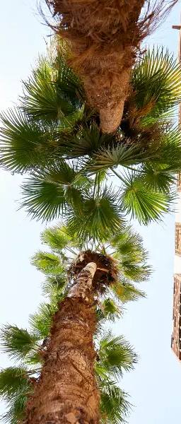 Al-Balad: The Old Heart of Jeddah
